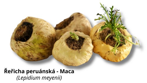 Maca - řeřicha peruánská